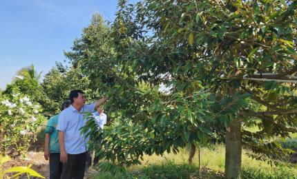 Chủ tịch UBND xã Vĩnh Điều thăm vườn sầu riêng của người dân đầu năm mới